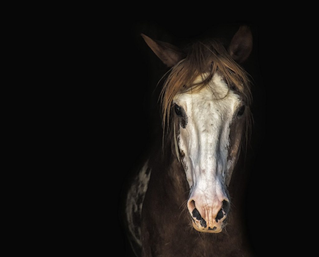 horse, mare, portrait-3198112.jpg